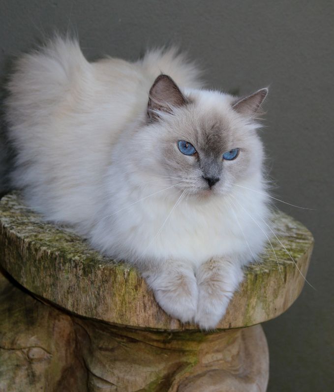 Cattery Miracles Douces