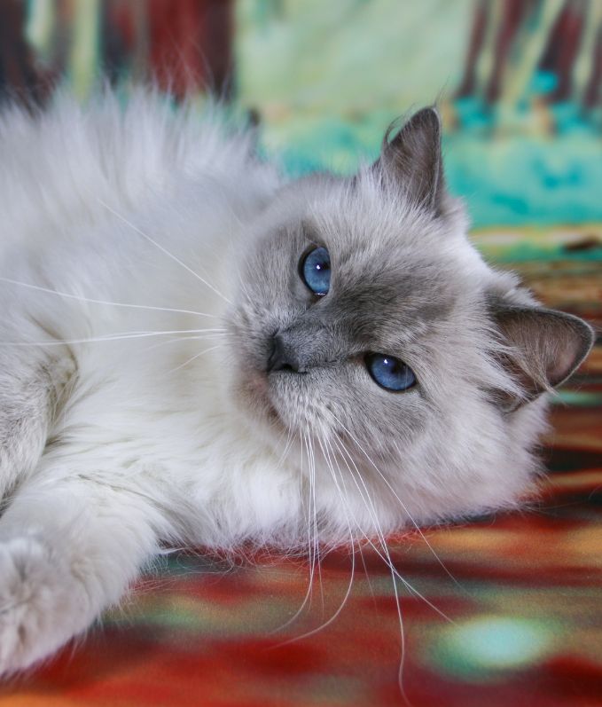 Cattery Miracles Douces
