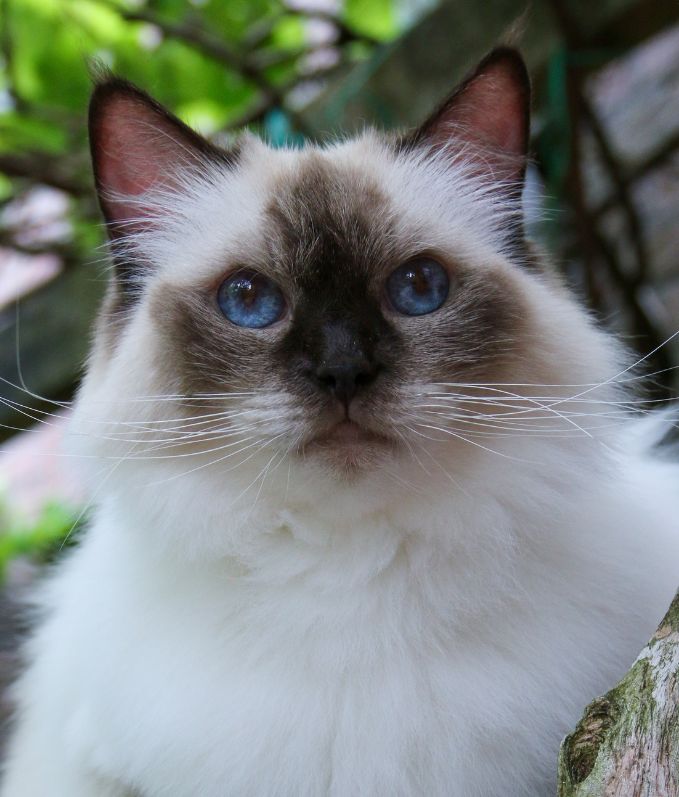 Cattery Miracles Douces