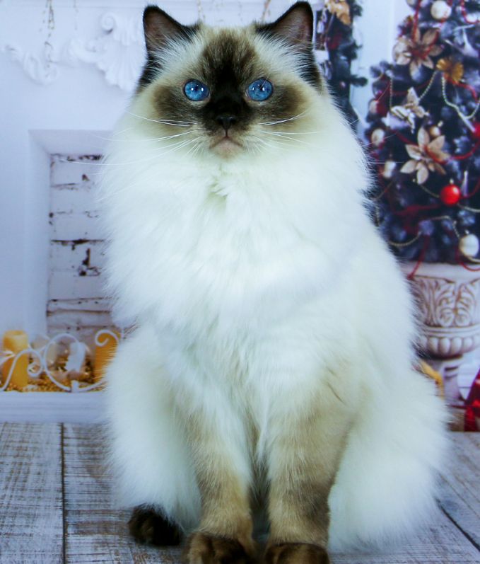 Cattery Miracles Douces