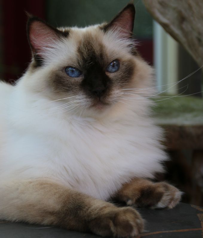 Cattery Miracles Douces