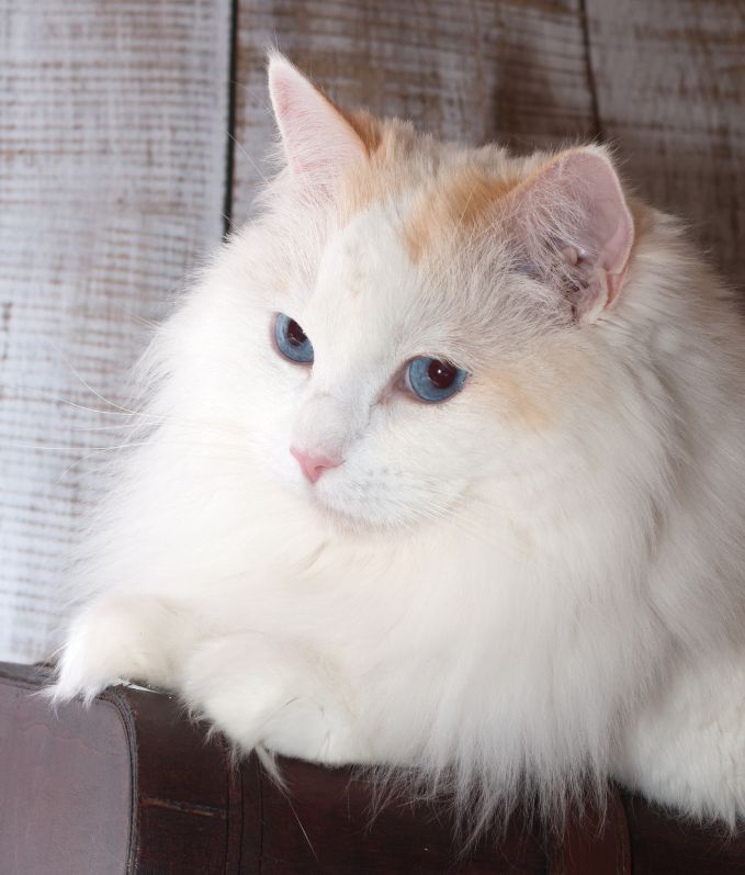 Cattery Miracles Douces