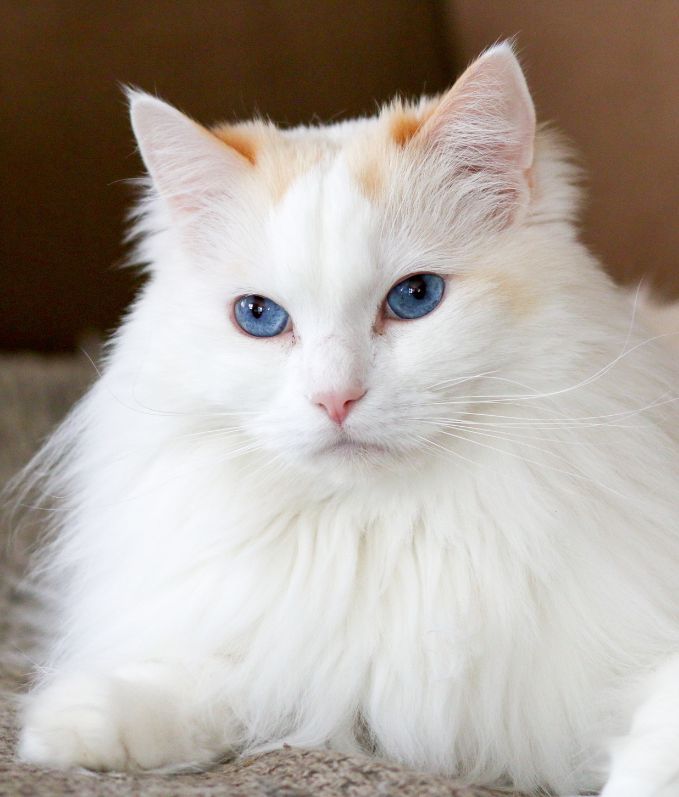 Cattery Miracles Douces
