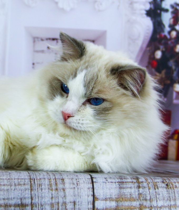 Cattery Miracles Douces