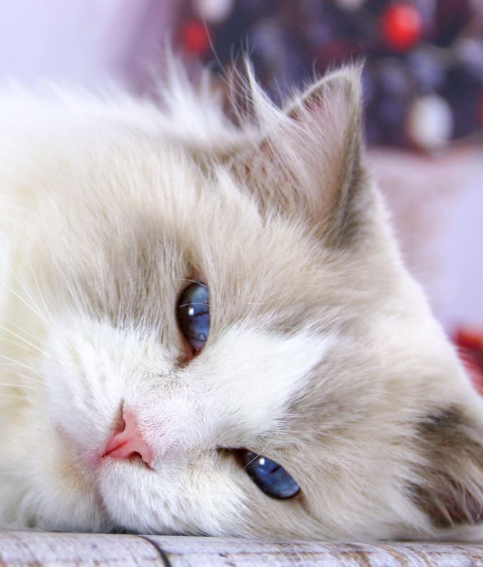 Cattery Miracles Douces