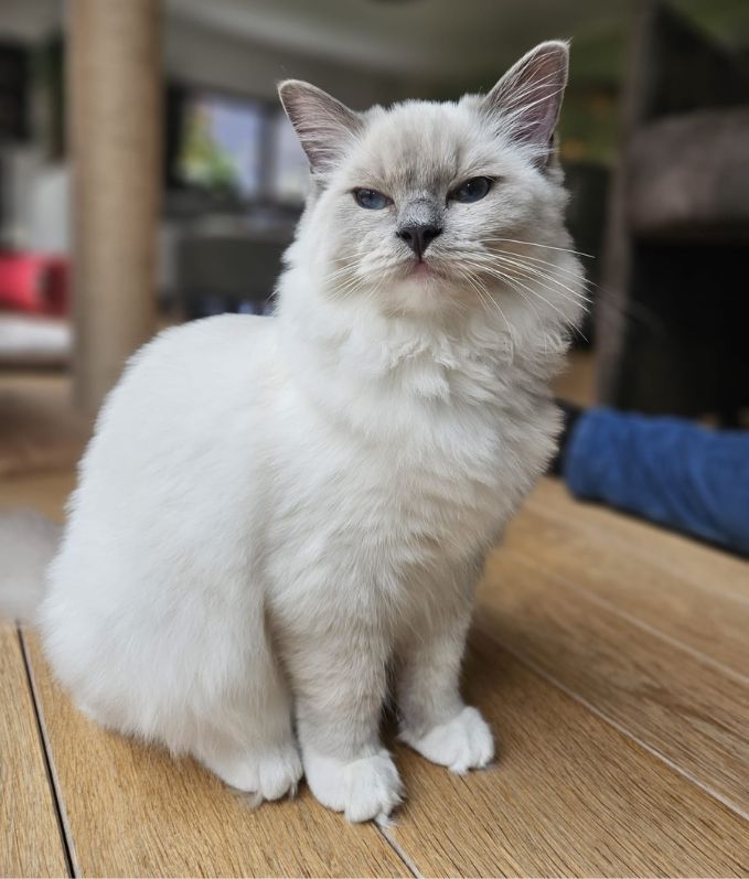 Cattery Casa de Kapel