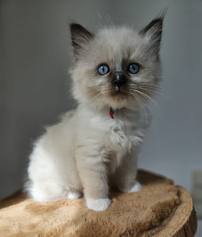 Cattery Casa de Kapel