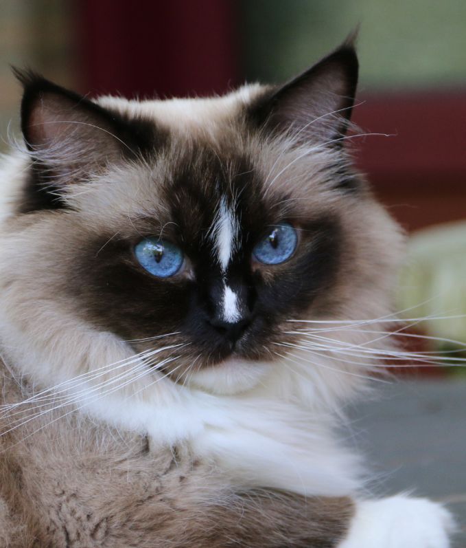 Cattery Miracles Douces