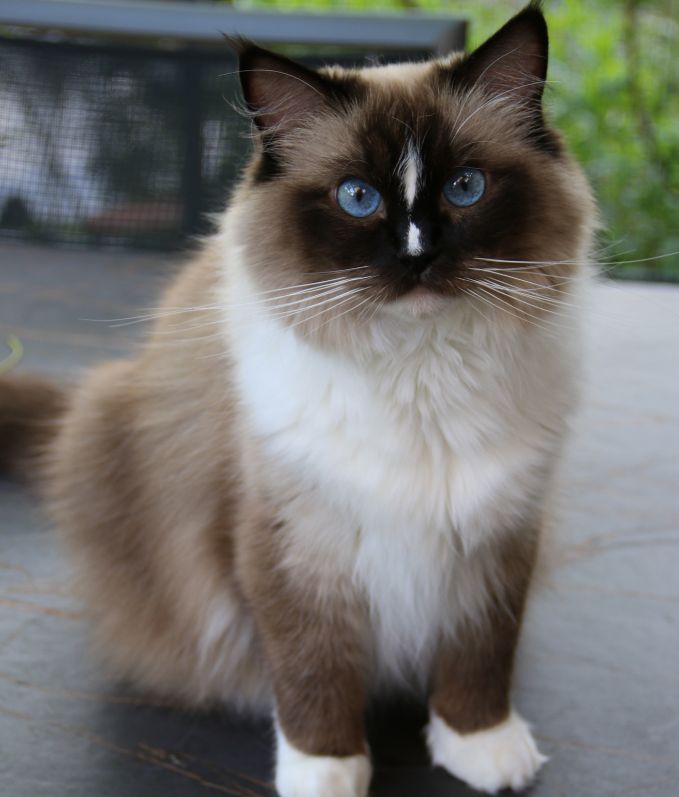 Cattery Miracles Douces