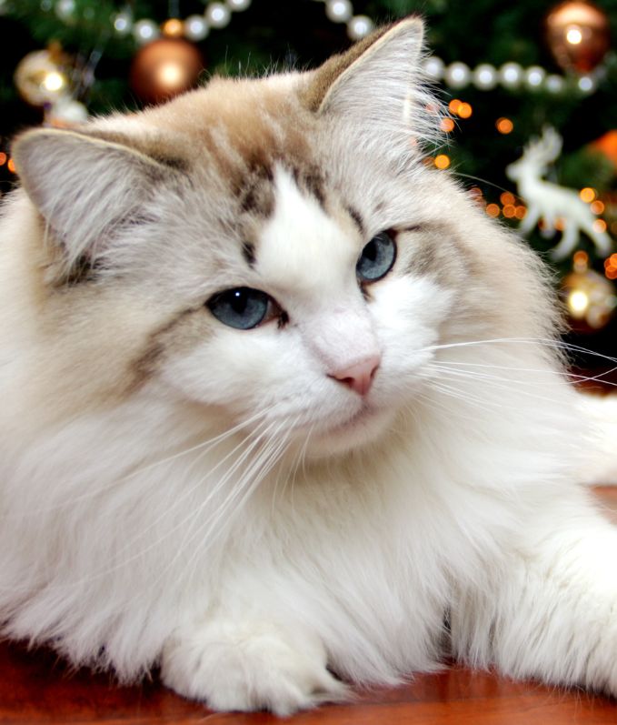 Cattery Miracles Douces