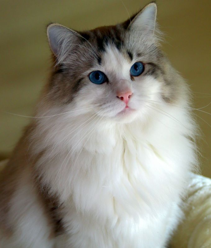 Cattery Miracles Douces