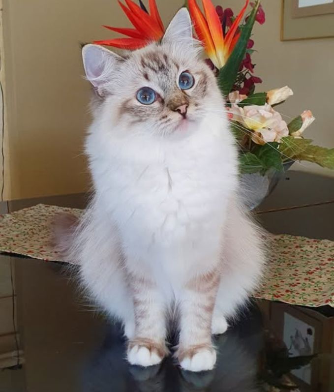 Cattery Miracles Douces
