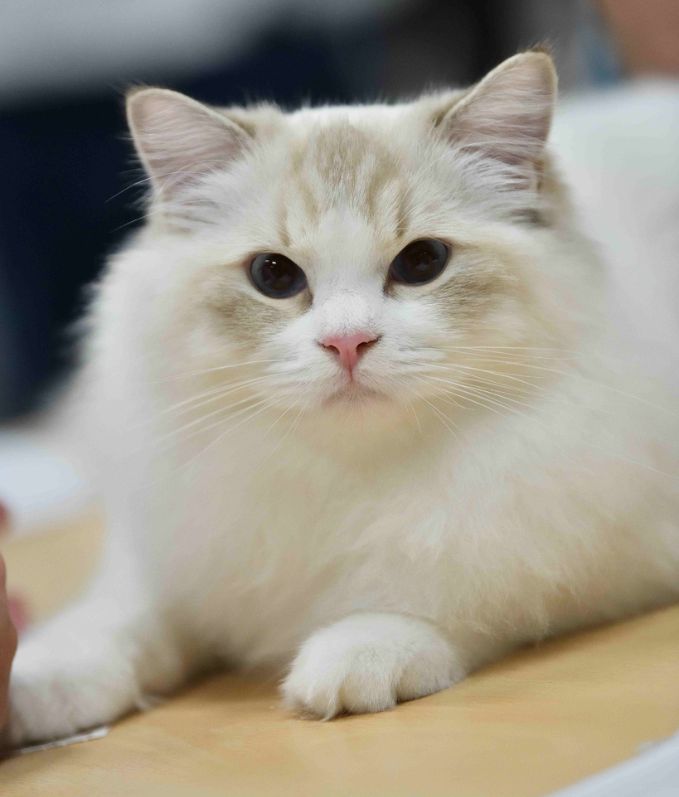 Cattery Casa de Kapel