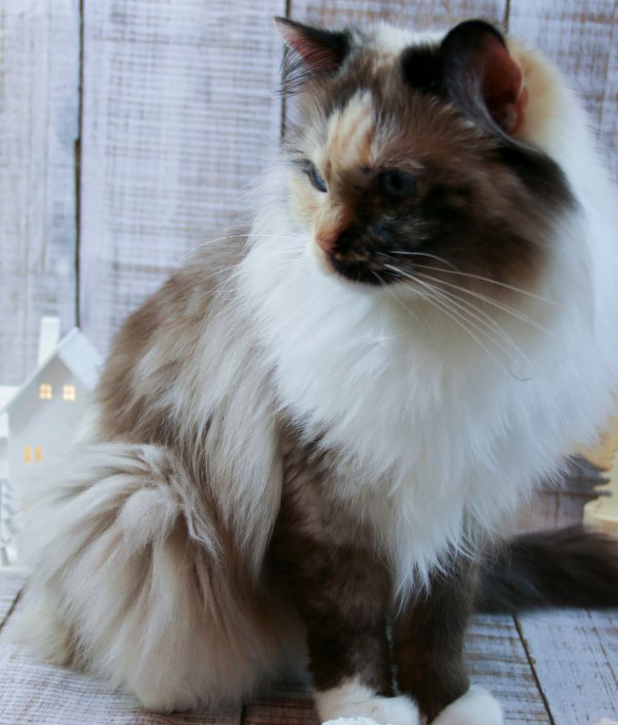 Cattery Miracles Douces