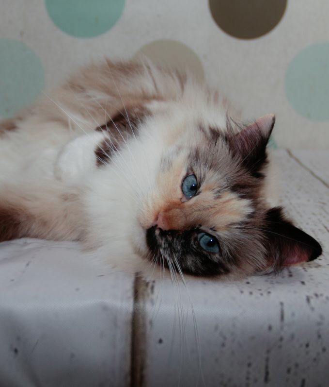 Cattery Miracles Douces