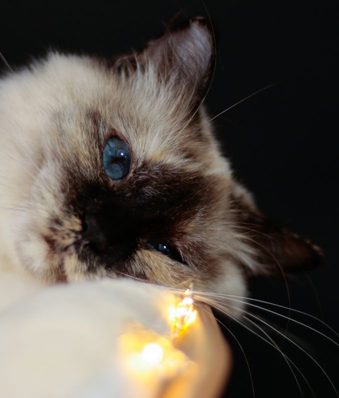 Cattery Miracles Douces